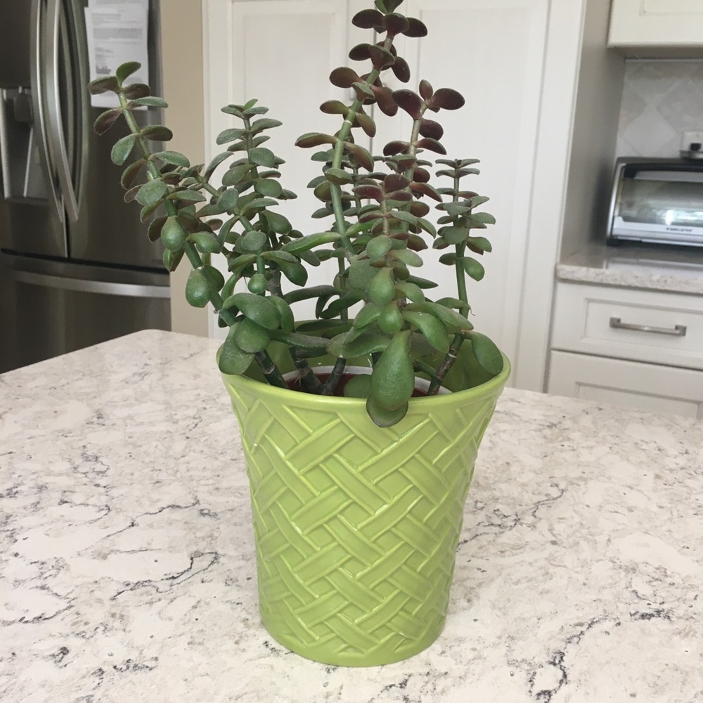 🌻Ceramic “ basket design” planter